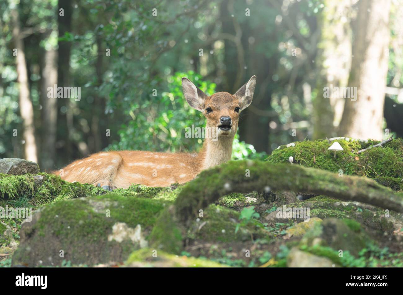 Niedliche wilde Hirsche in Nara, Kansai, Japan ist ein berühmter Reiseort. Stockfoto