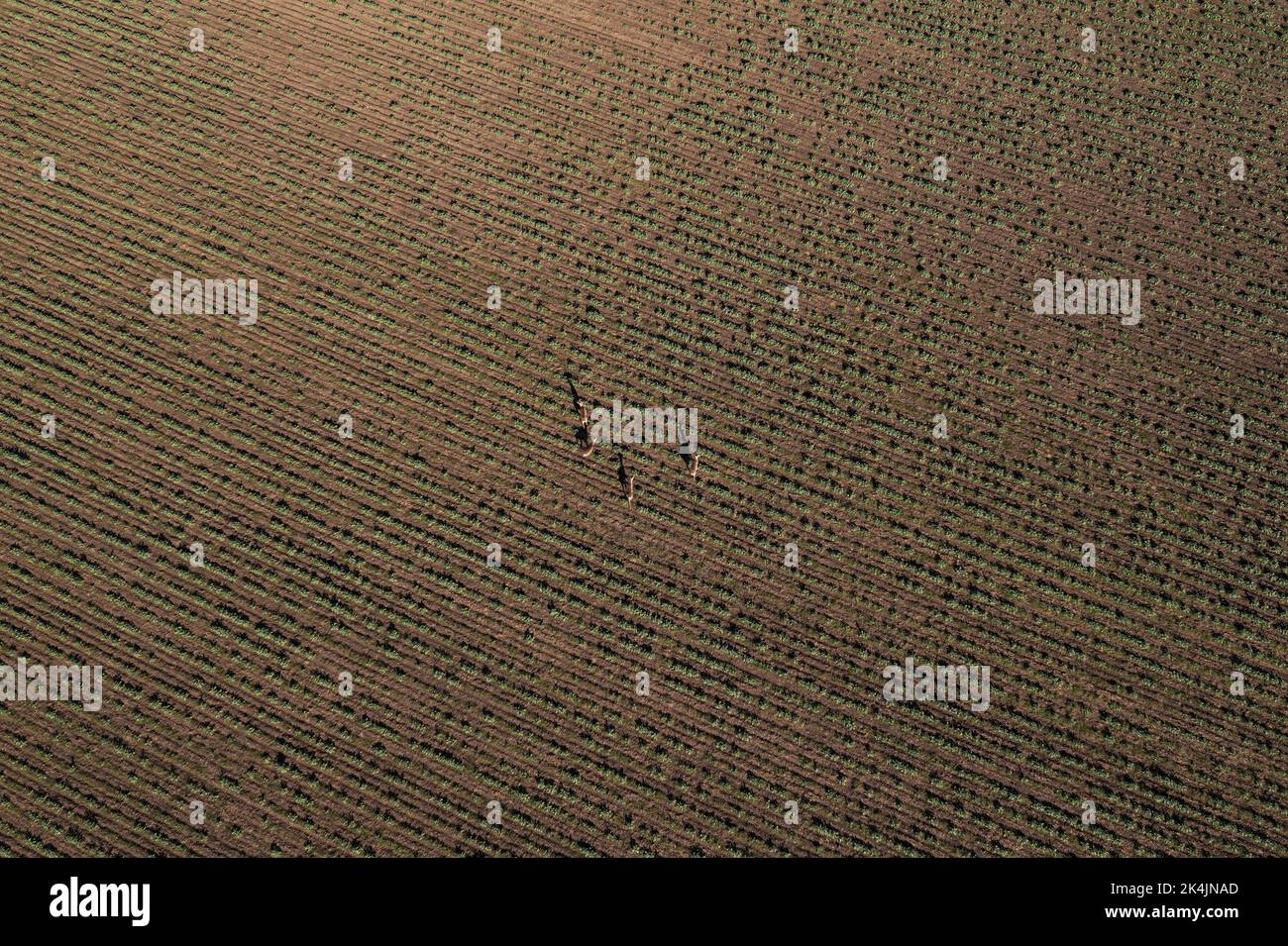 Luftaufnahme einer Gruppe von Rehen, die über das kultivierte Weizengrasfeld laufen, Draufsicht Stockfoto