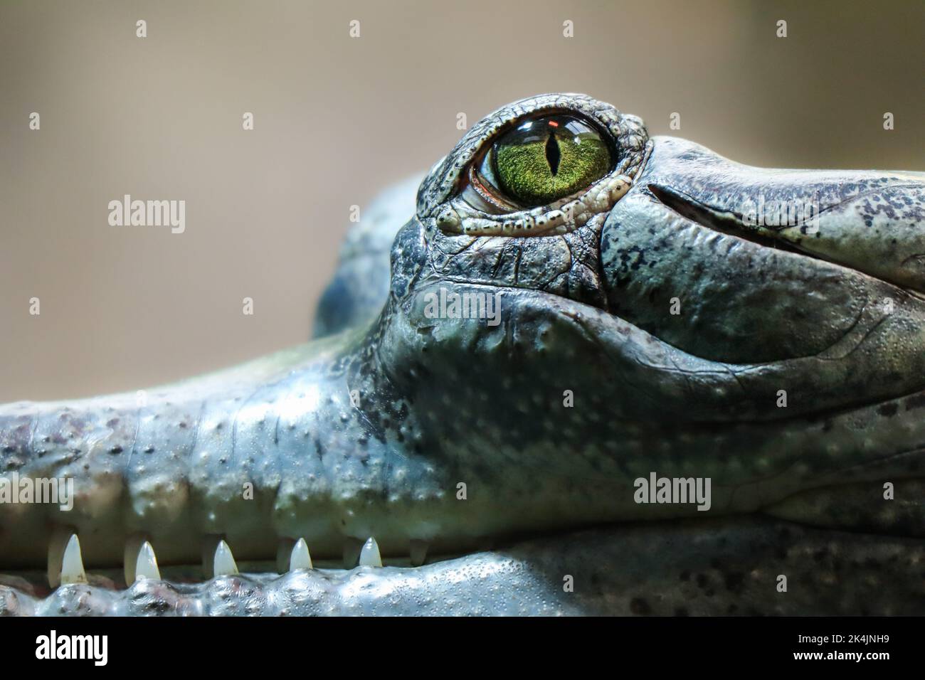 Nahaufnahme von Gharial Green Eye. Detail Aufnahme des bedrohten Tieres Gavialis Gangeticus mit scharfen Zähnen. Stockfoto