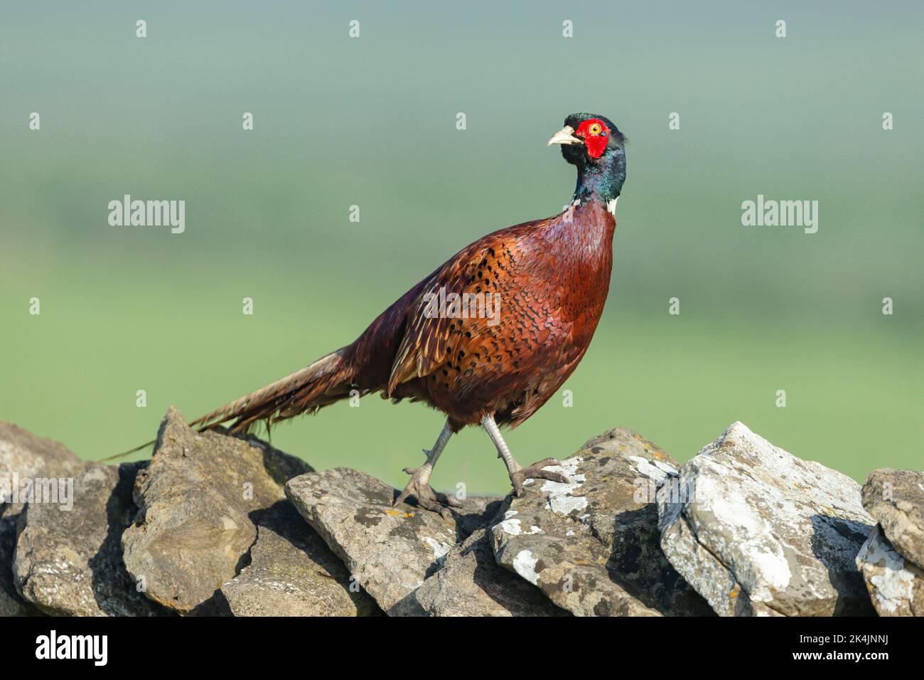 Nahaufnahme eines farbenfrohen männlichen, ringhalsigen, an einer Trockensteinmauer entlang streckenden, nach hinten schauenden faasanten Mannes. Hintergrund bereinigen. Wissenschaftlicher Name: Phasianus Stockfoto