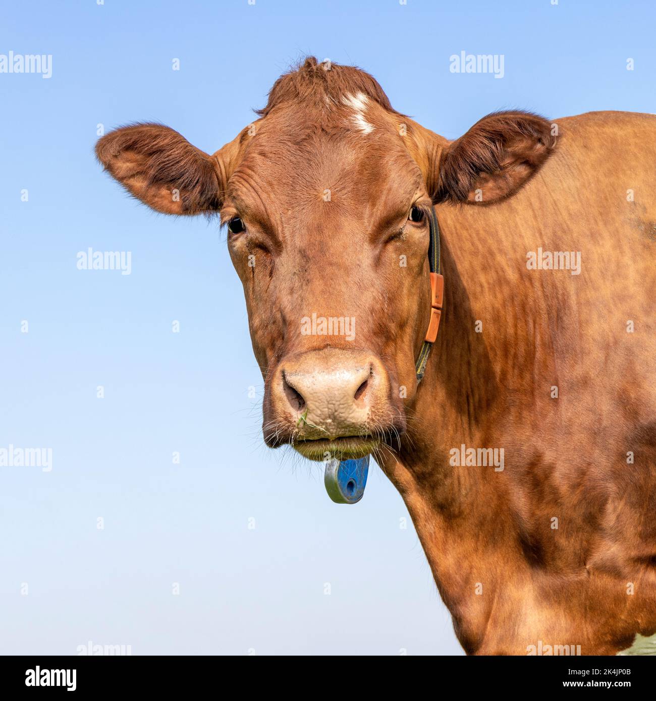 Niedliches Kuhportrait einer schönen roten, freundlich und ruhig aussehenden, blauen Himmel Hintergrund Stockfoto