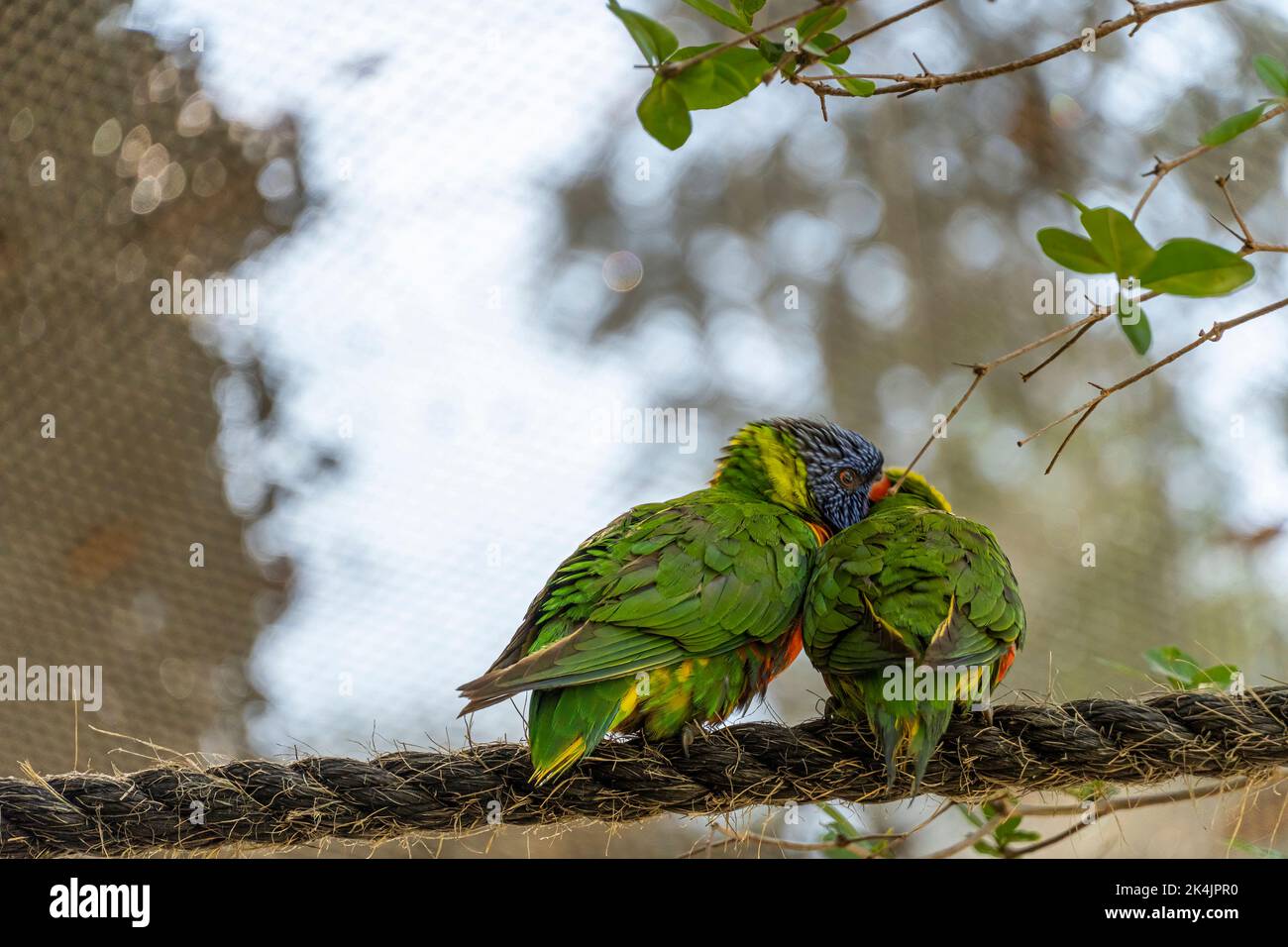 Zwei liebende Vögel, die im Gras spielen, ein gelbgrüner und ein blauweißer, kleiner Sittich, Hintergrund mit Bokeh mexiko Stockfoto