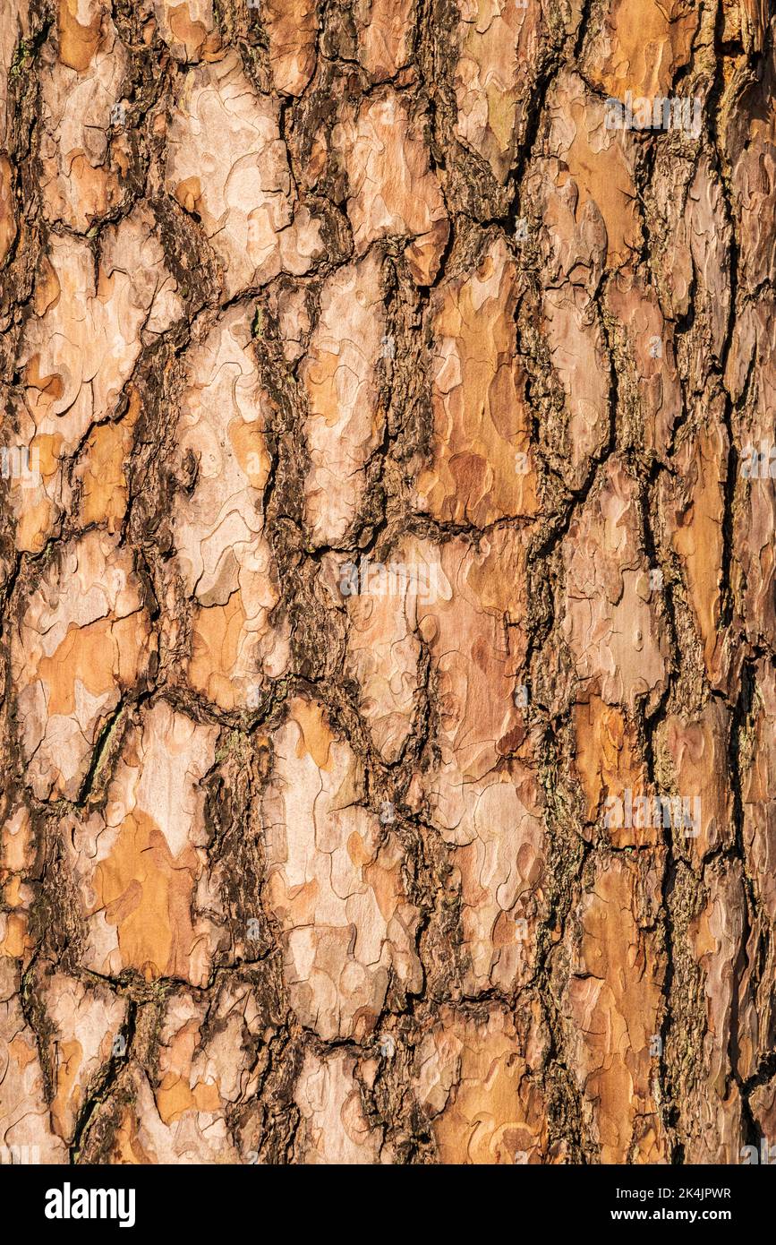 Nahaufnahme der braunen Rinde einer alten Kiefer, geeignet als natürliche Hintergrundstruktur Stockfoto