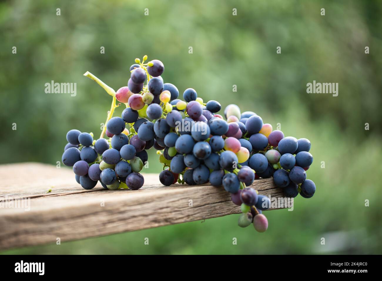 Ein paar blaue Trauben auf einem Holztisch. Wunderschöne Herbststill-Leben Nahaufnahme selektiver Fokus. Stockfoto