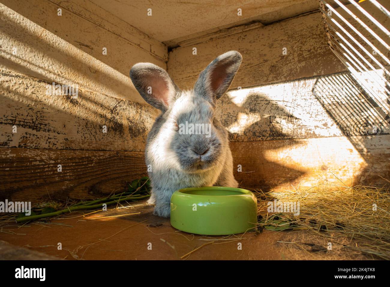 Hauskaninchen, Silber, Oryctolagus cuniculus f. domestica 'Big Light Silver', Strohbettwäsche im Stall, am 25. September 2022. (CTK Photo/Libor Sojka Stockfoto
