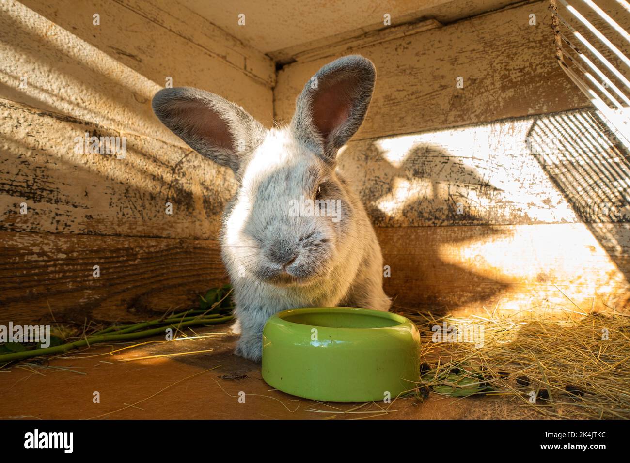 Hauskaninchen, Silber, Oryctolagus cuniculus f. domestica 'Big Light Silver', Strohbettwäsche im Stall, am 25. September 2022. (CTK Photo/Libor Sojka Stockfoto