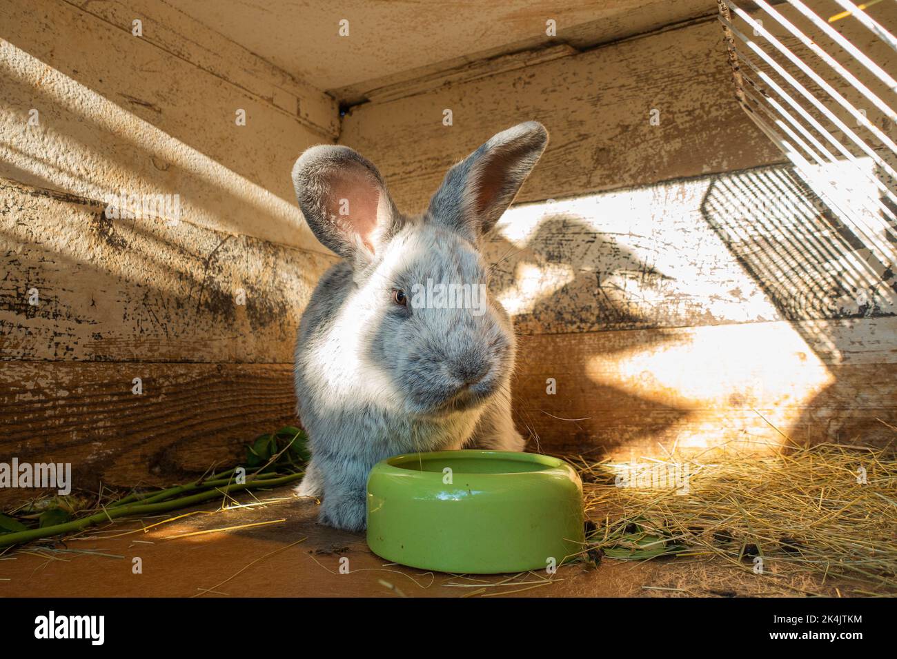 Hauskaninchen, Silber, Oryctolagus cuniculus f. domestica 'Big Light Silver', Strohbettwäsche im Stall, am 25. September 2022. (CTK Photo/Libor Sojka Stockfoto