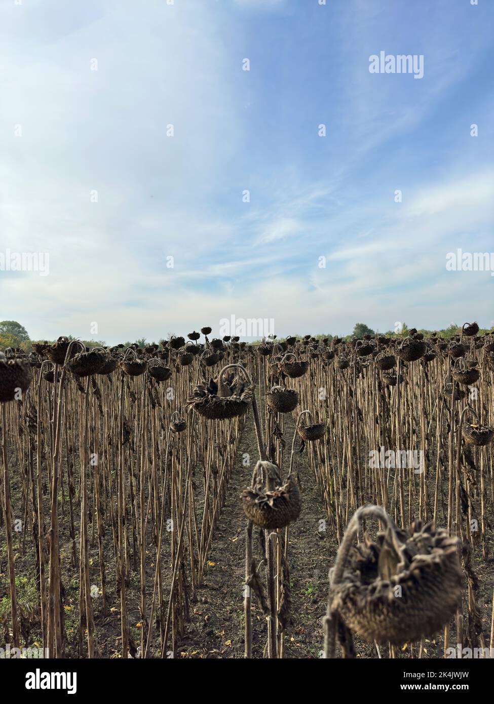 Verwelkte und getrocknete Sonnenblumenpflanzen nach der Behandlung des Feldes durch Trockenmittel vor der Ernte. Ländliche Szene vor dem Hintergrund von blauem Himmel und weißem Clou Stockfoto