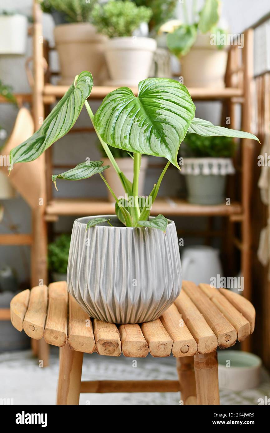 Tropische Zimmerpflanze 'Philodendron Mamei' mit silbernem Muster im Blumentopf auf Holztisch Stockfoto