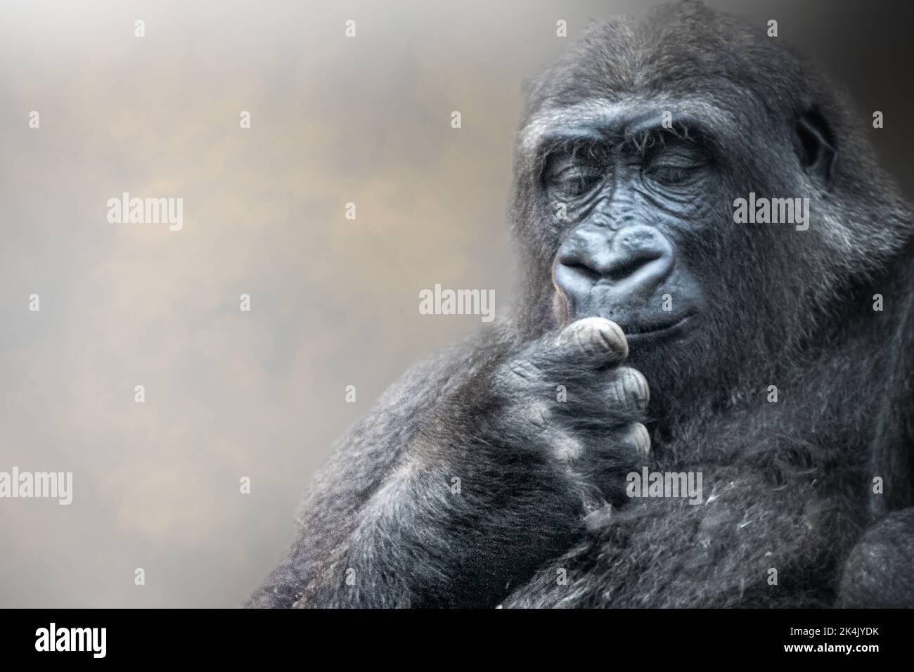 Ein Affengorilla, der auf seine Hand herabschaut Stockfoto