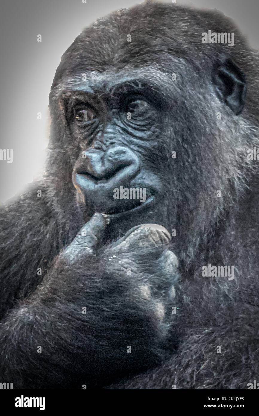 Ein Gorilla mit dem Daumen in seinem Mund, der nach links schaut Stockfoto