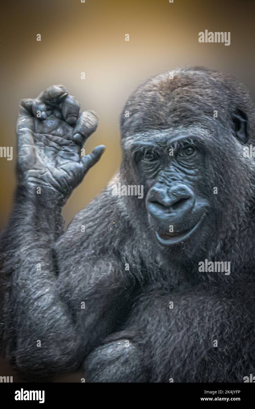 Ein Gorilla winkt mit der Hand hoch Stockfoto