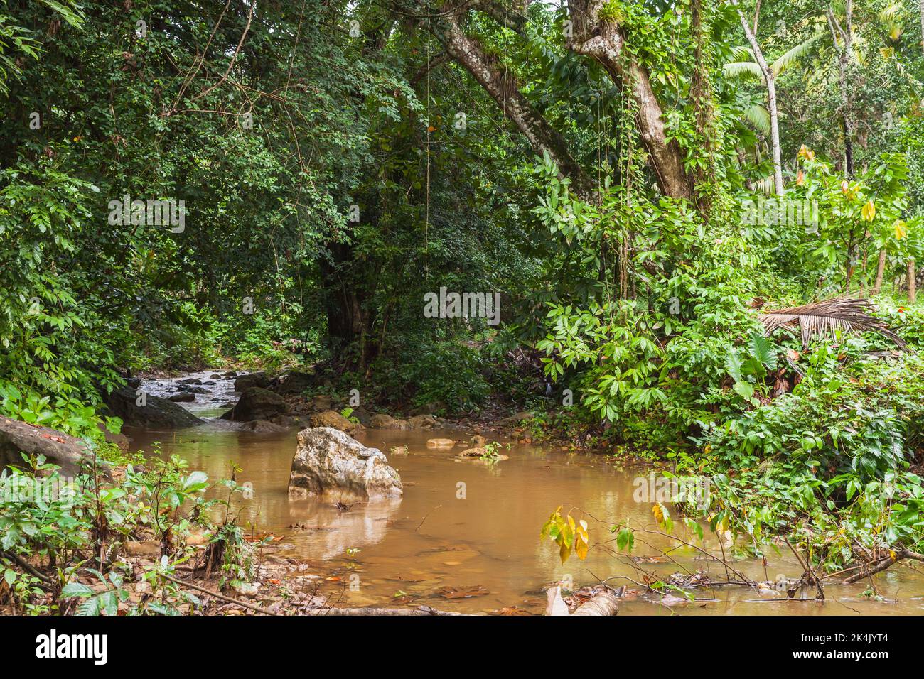 Tropische Landschaft mit einem schlammigen Fluss, der durch dunklen Regenwald fließt. Samana, Dominikanische Republik Stockfoto