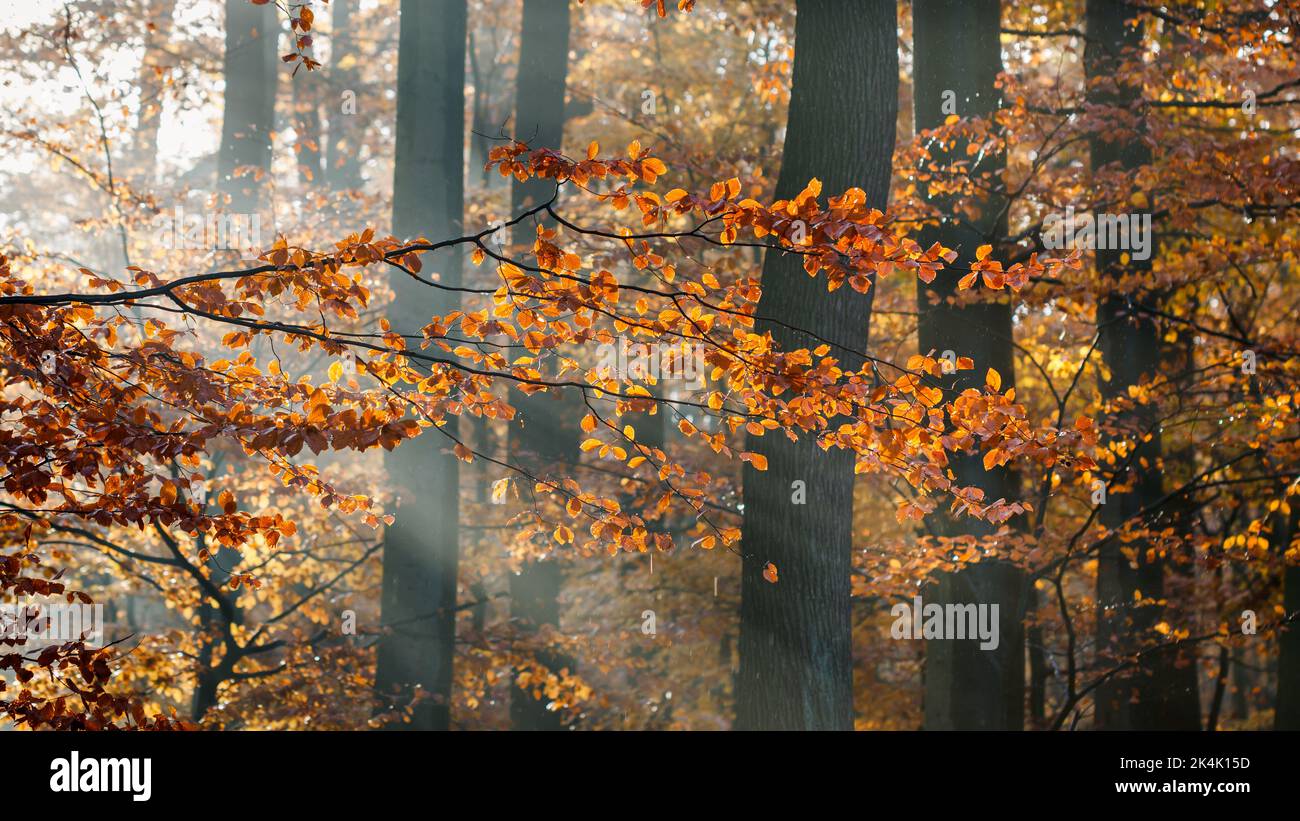 Herbstwetter im Wald. Buchenzweig mit bunten Blättern. Sonnenstrahl bei Regen und Nebel Stockfoto