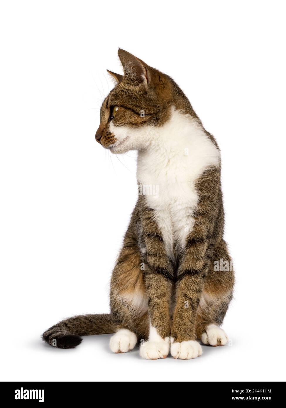 h-bsche-braune-tabby-mit-wei-er-hauskatze-die-nach-vorne-zeigt