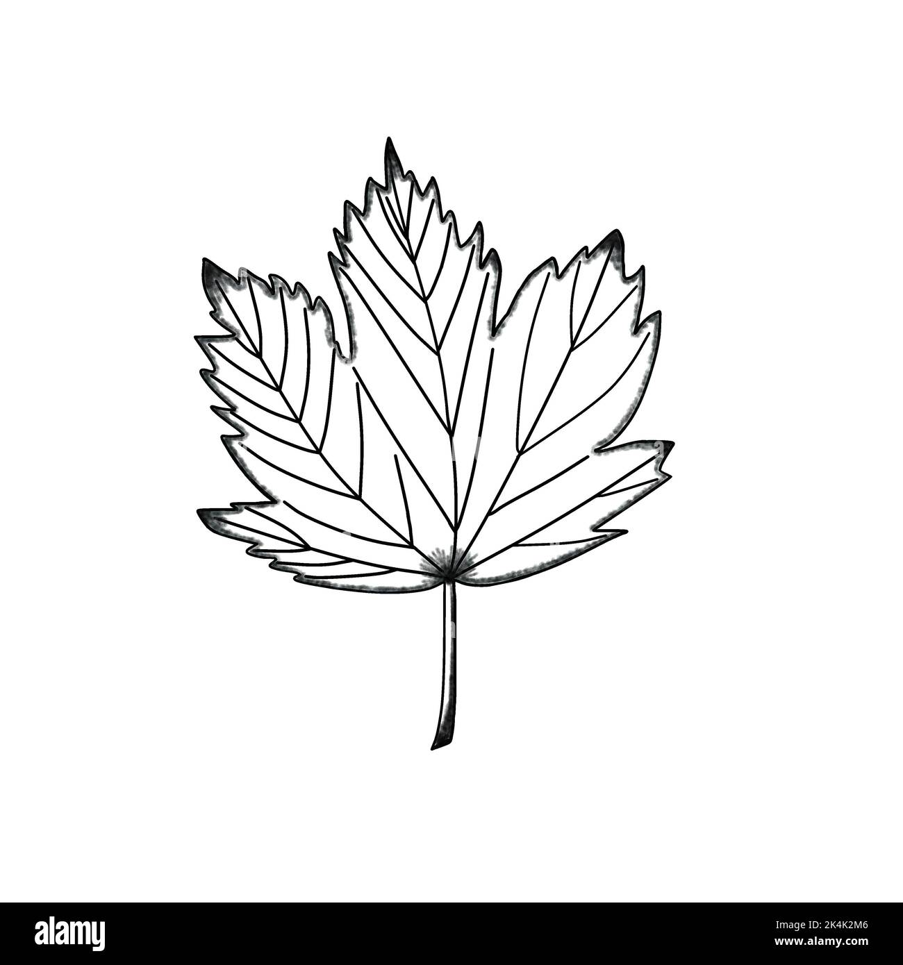 Ahornblatt monochrom Kontur. Vektorgrafik mit transparentem Hintergrund. Design-Vorlage, für Aufkleber, Erstellen von Mustern, Tapete, Papier. Stockfoto