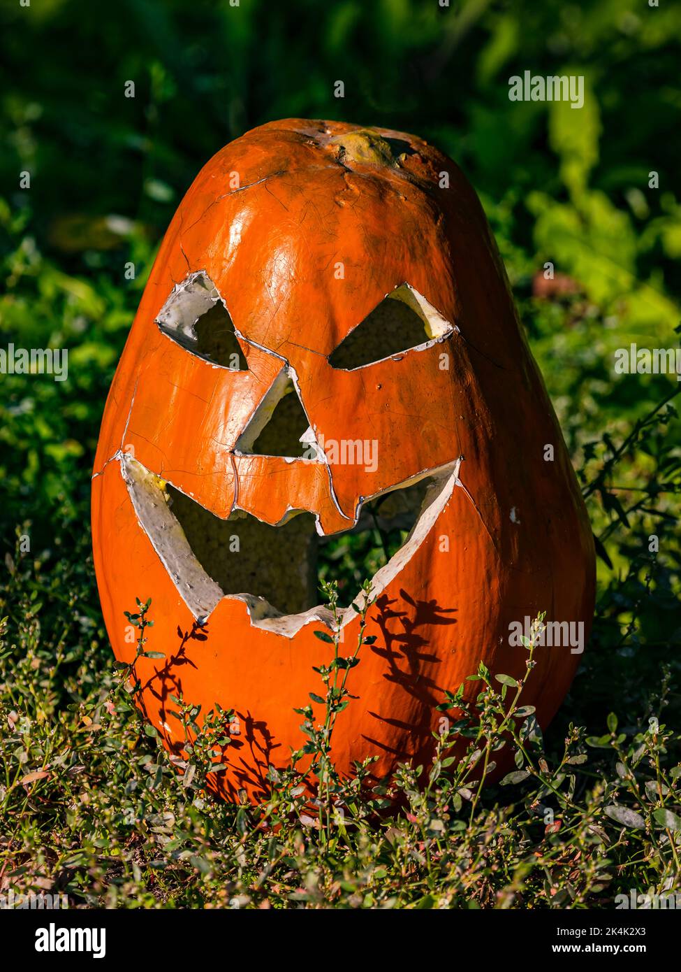 Ein gruseliger Halloween Kürbiskopf, der für Heiligenabend im Garten geschnitzt wurde Stockfoto