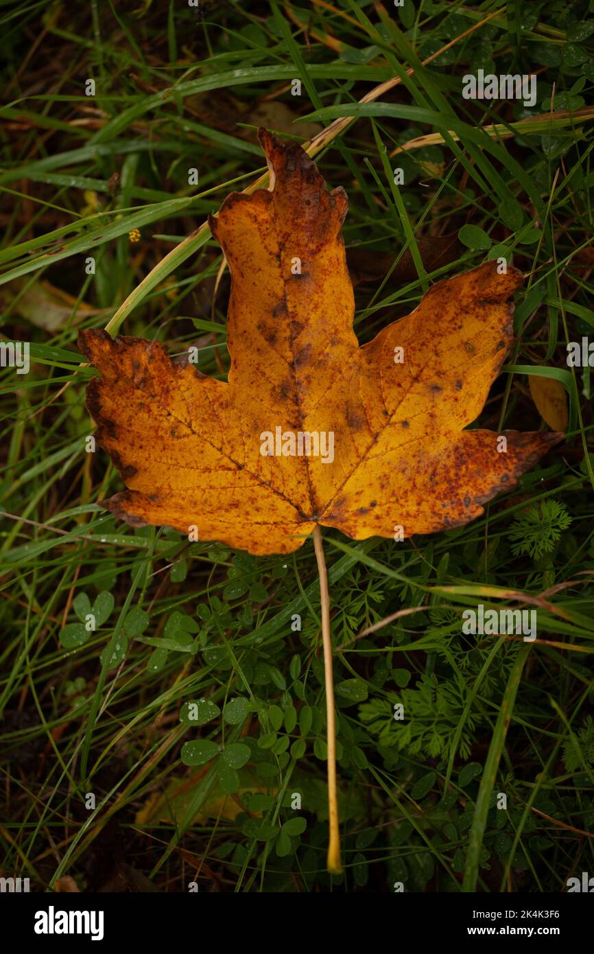 Verwelkter Urlaub ist auf das grüne Gras gefallen, was einen Kontrast von Herbstfarben schafft, grün gelb orange rot. Stockfoto