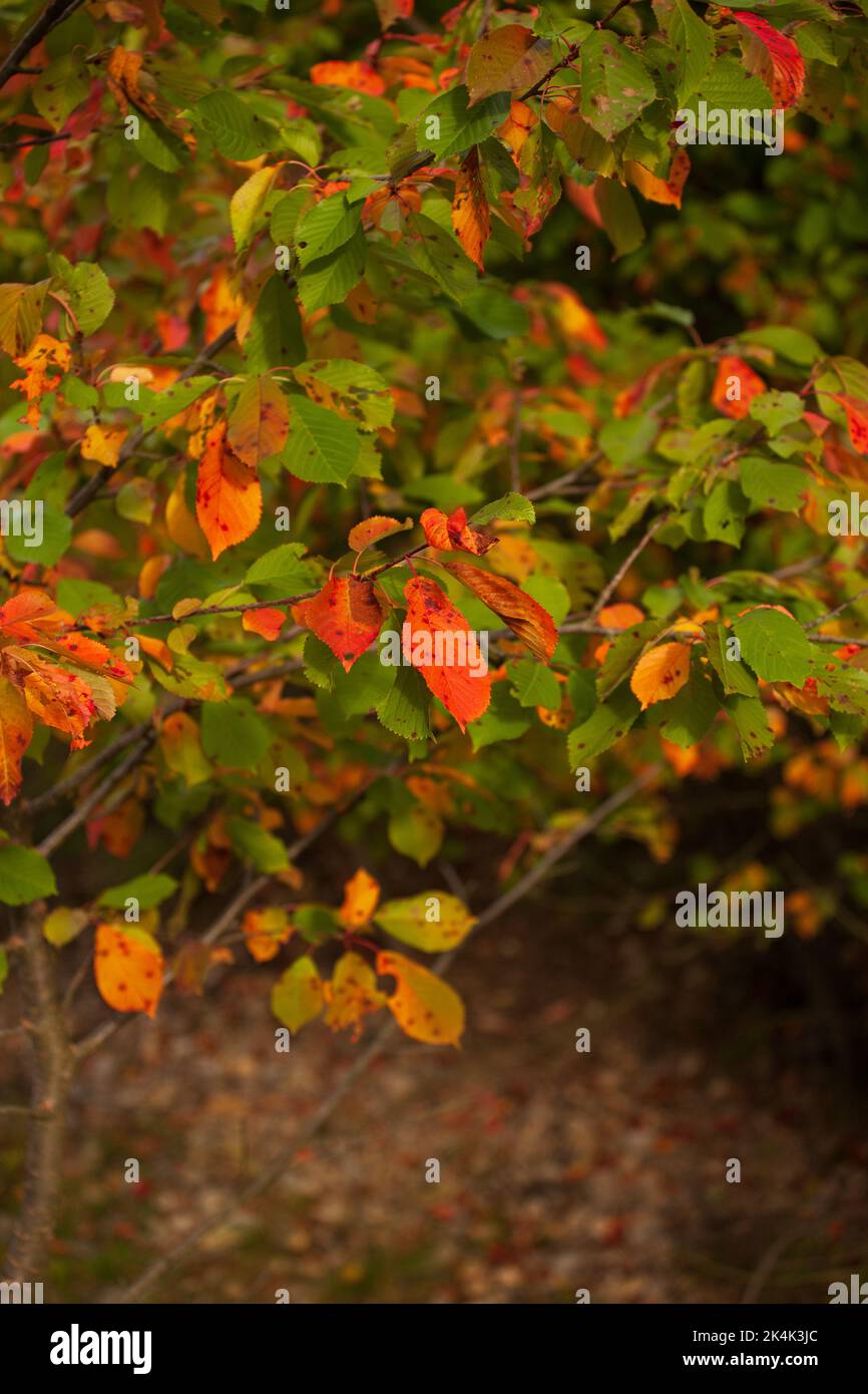 Die Bäume haben ihre Herbstfarben angenommen. Das orangefarbene Gelb ragt in der grünen Vegetation hervor. Stockfoto