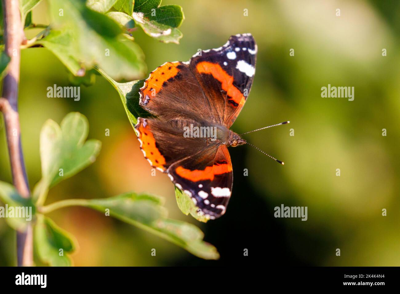 Roter Admiralschmetterling (Vanessa atalanta) auf einem Weißdornblatt, Sussex, Großbritannien Stockfoto