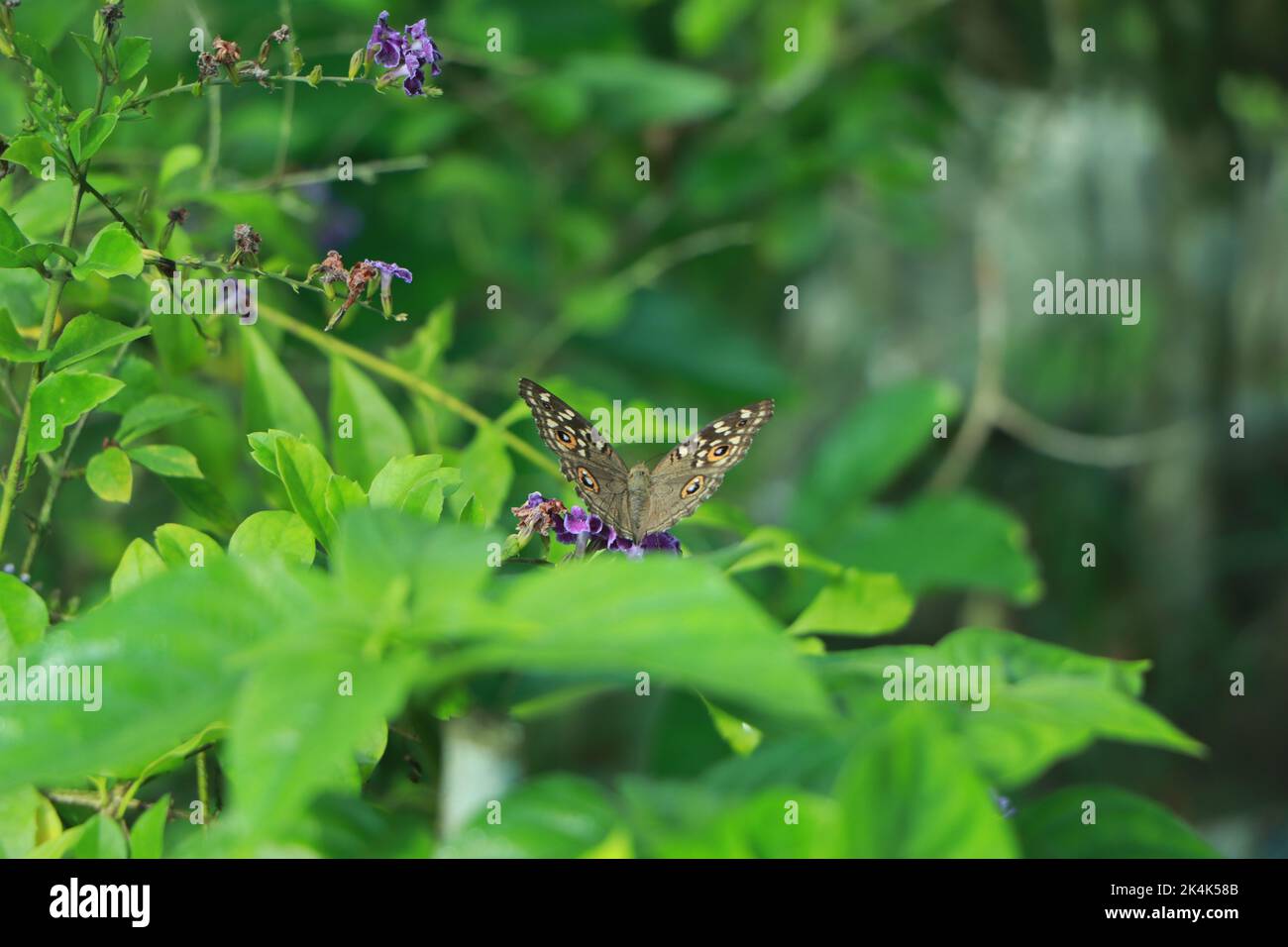 Schöne bunte tropische Schmetterling trinken Nektar von Blumen tropischen Schmetterling Garten Stockfoto