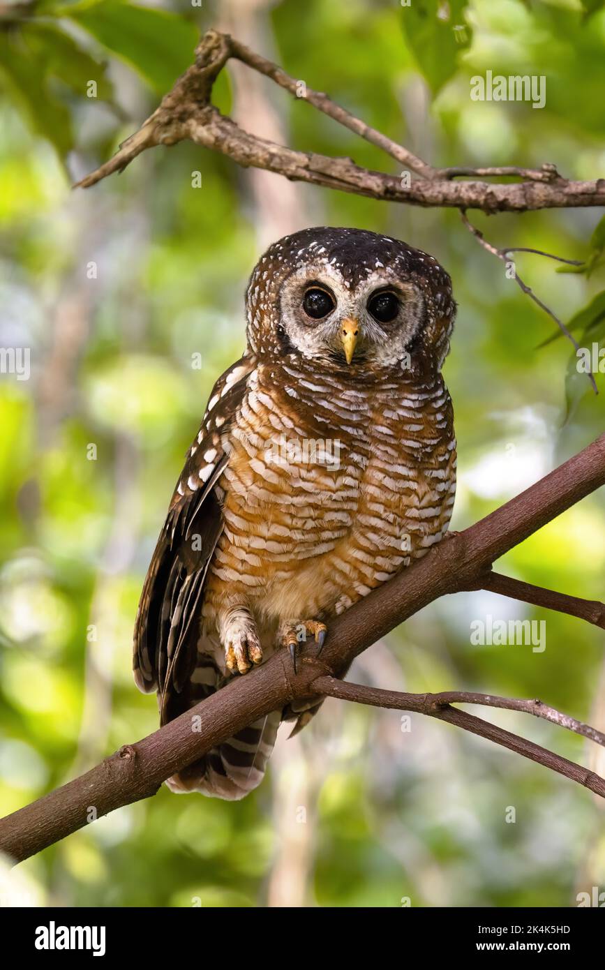 Afrikanische Holzkauz, Strix woodfordii nuchalis, in einem Baum thront, Uganda, Afrika. Ein mittelgroßer Vogel, der in Afrika südlich der Sahara gefunden wurde Stockfoto