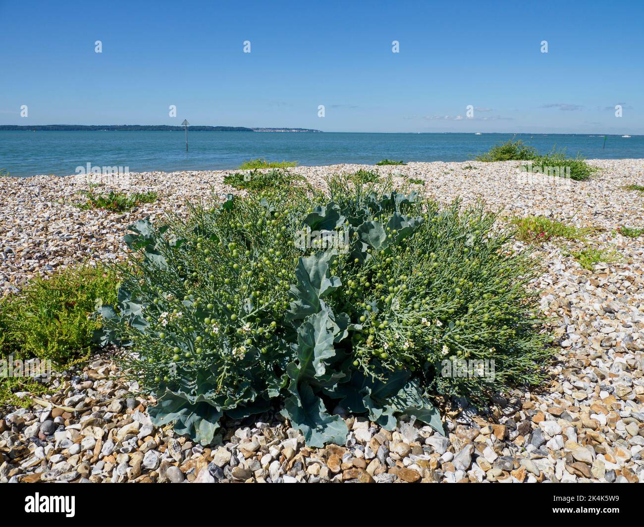 Crambe maritima, Meereskohl am Strand, Lee-on-the-Solent, Hampshire, Großbritannien Stockfoto