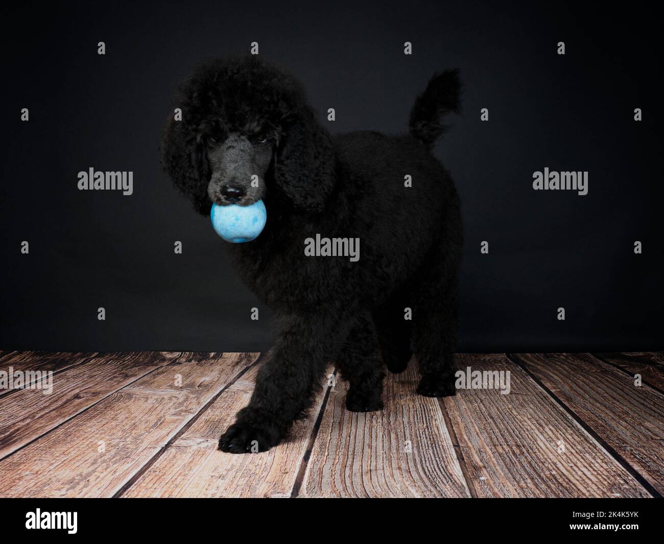 Drei Monate alter Blue Standard Puodle Welpe mit einem Ball im Mund. Stockfoto