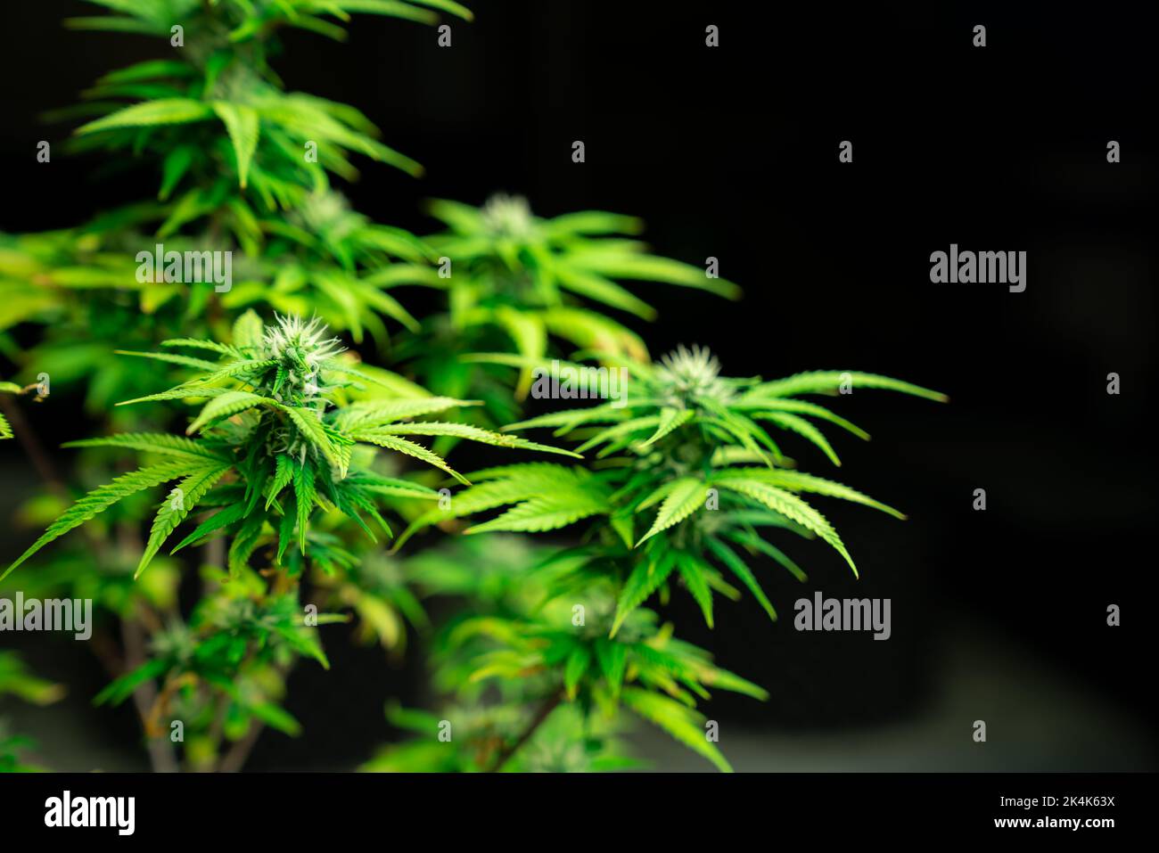 Nahaufnahme einzelner Cannabispflanzen mit erfreulichen ausgewachsenen Knospen, die bereit sind