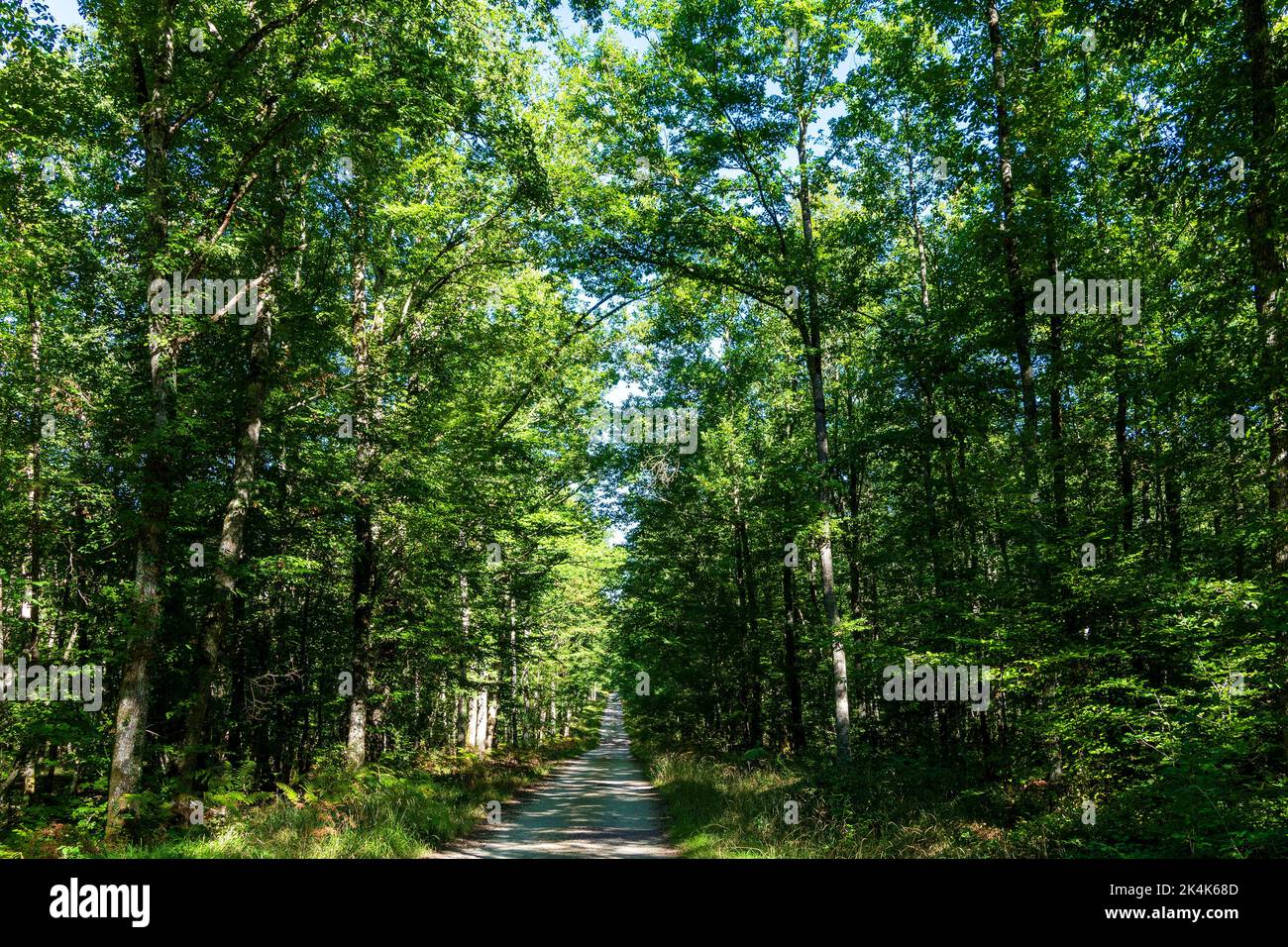 Troncais-Wald. Forestry Lane. Allier-Abteilung. Auvergne Rhone Alpes. Frankreich Stockfoto