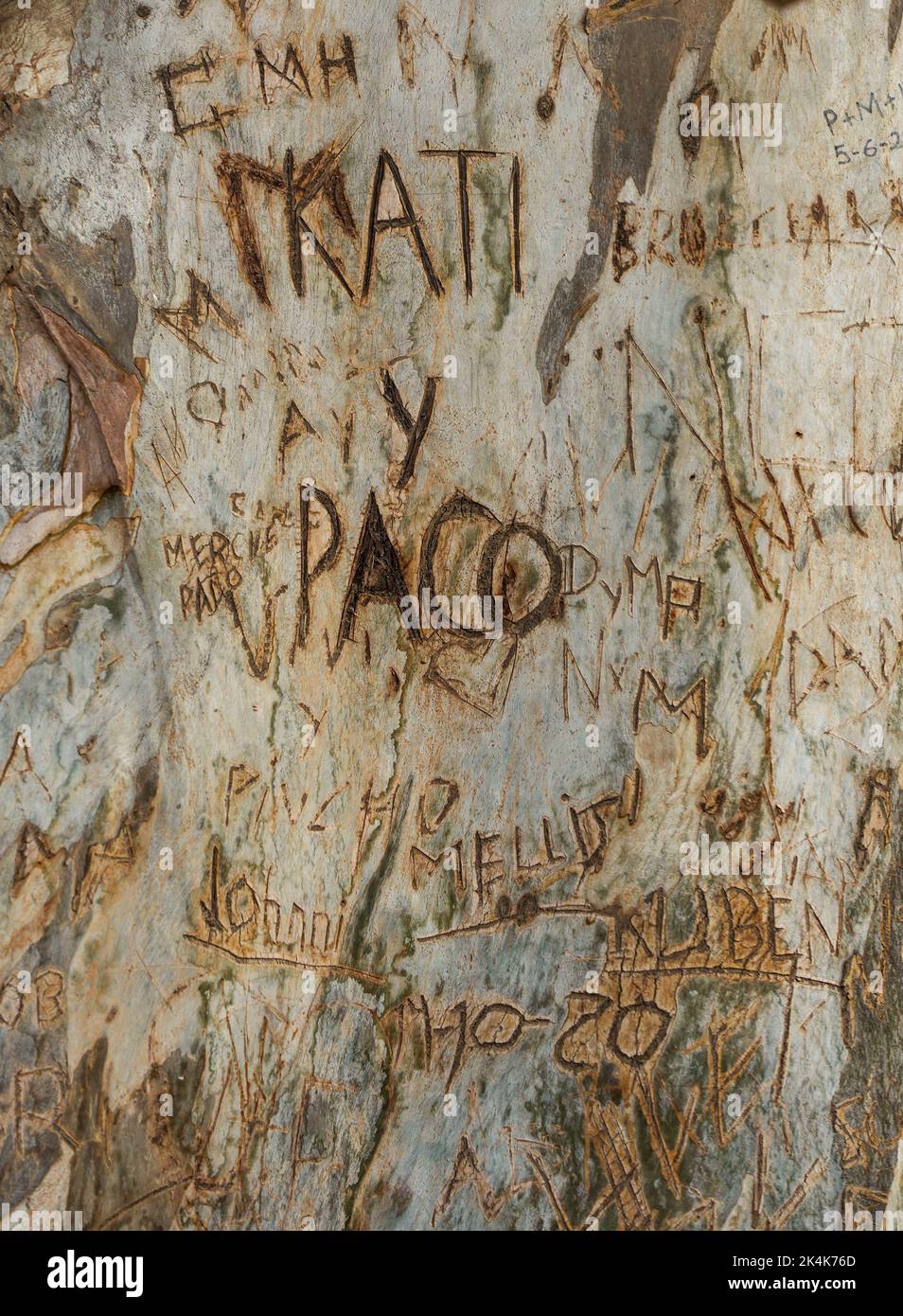 Initialen von Liebenden, die in Baumrinde des Eukalyptusbaums, Spanien, geschnitzt sind Stockfoto