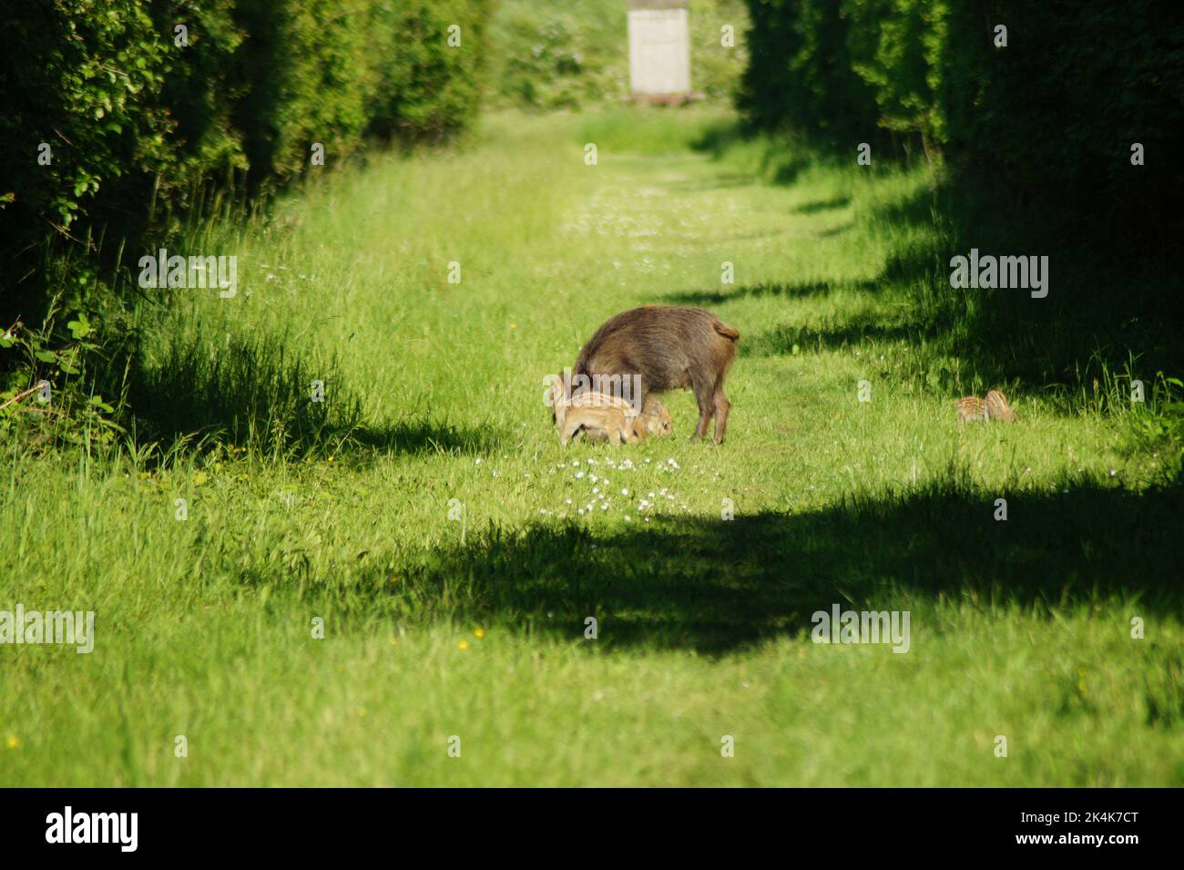 Wildschwein mit Ferkeln auf einem Waldweg Stockfoto