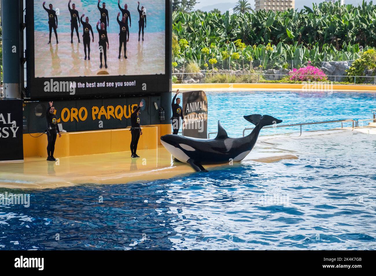 Teneriffa, Spanien - August 2022: Orca-Walschau im Loro Parque auf Teneriffa Stockfoto