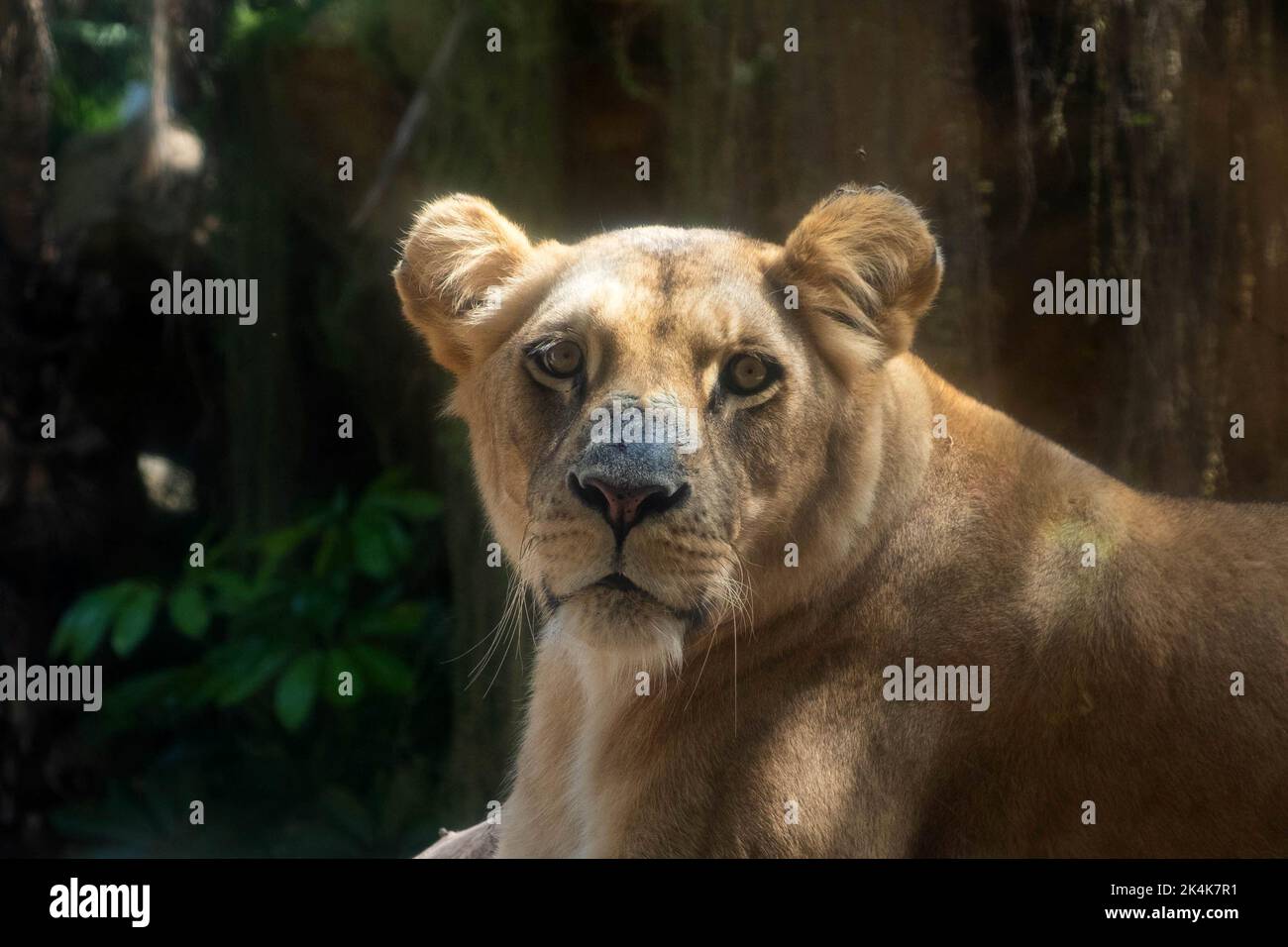 Weibliches Löwen- oder Löwenporträt Stockfoto