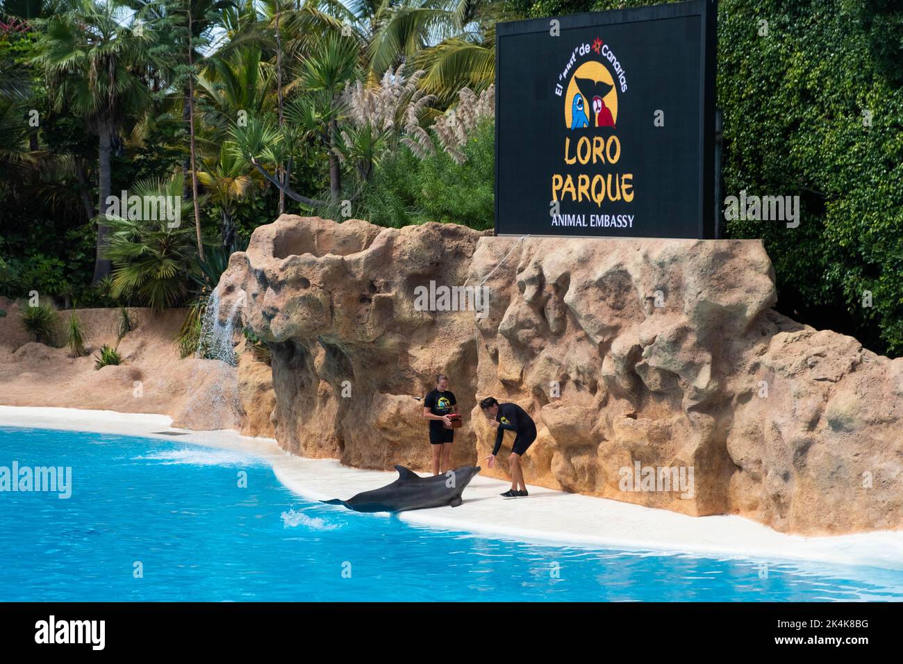 Teneriffa, Spanien - August 2022: Delfinshow im Loro Parque auf Teneriffa Stockfoto