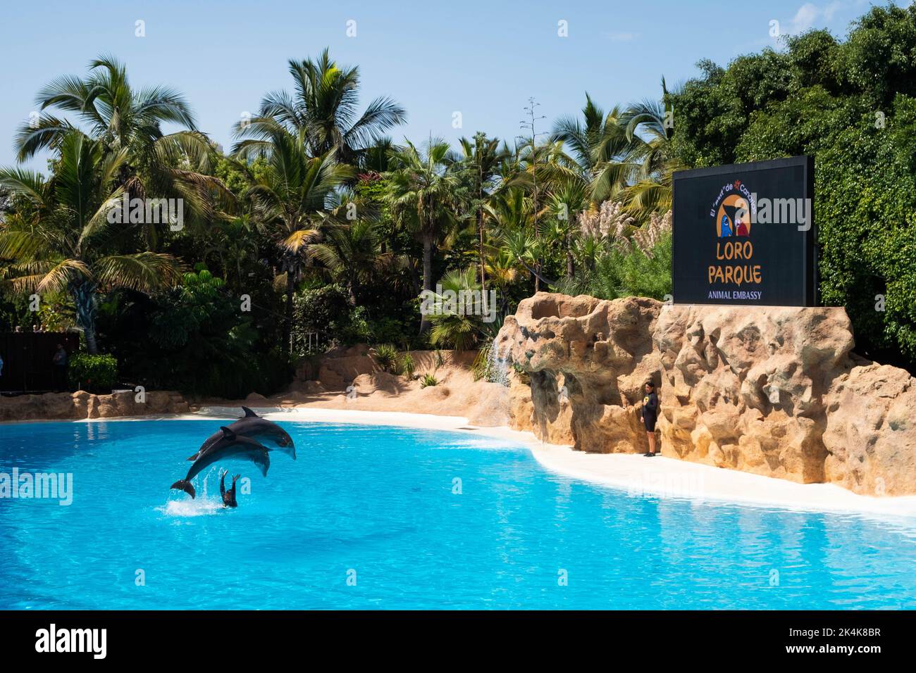 Teneriffa, Spanien - August 2022: Delfinshow im Loro Parque auf Teneriffa Stockfoto