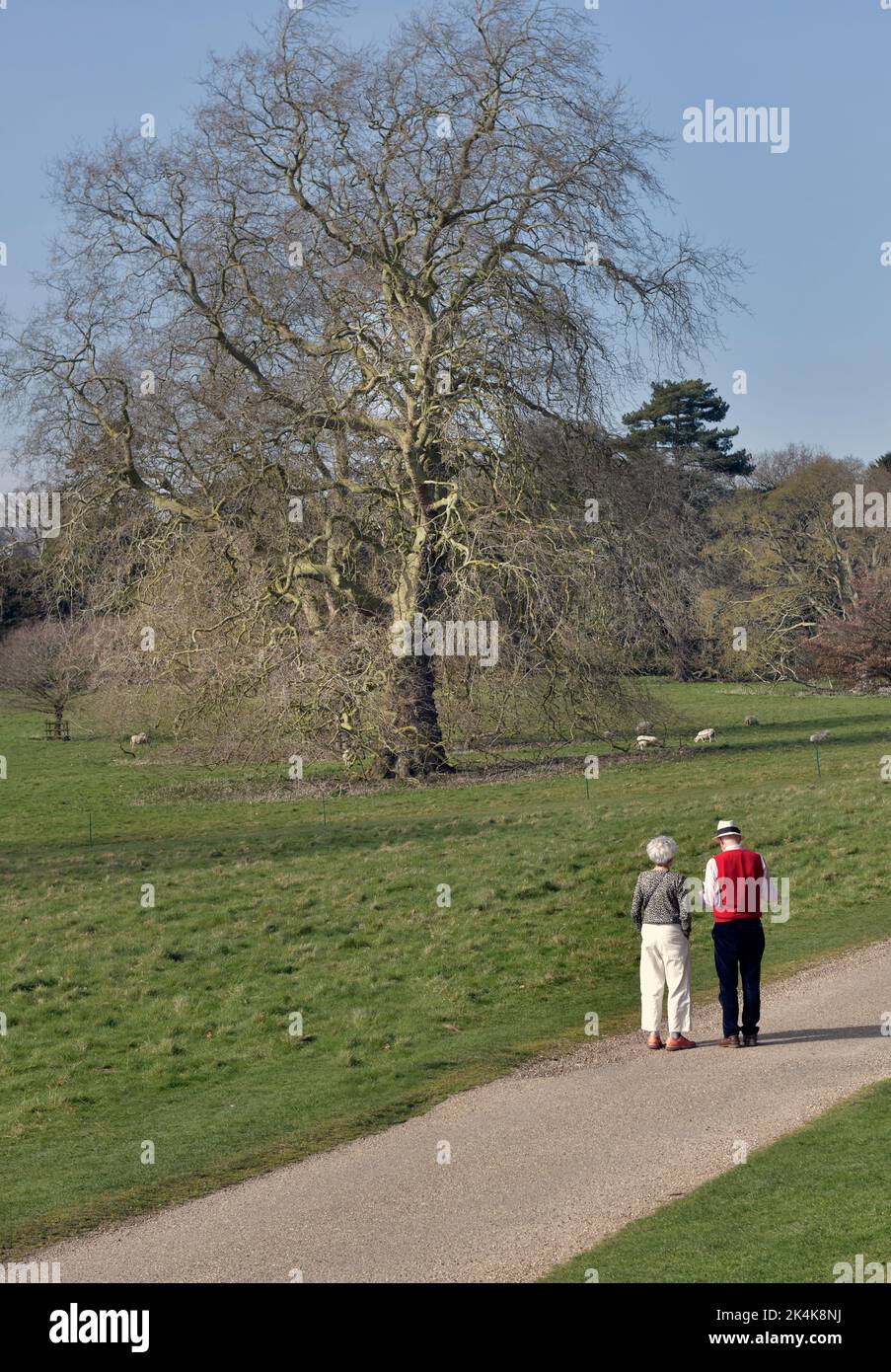 Ein älteres Paar, das zusammen im Landschaftspark suffolk england spazierengeht Stockfoto