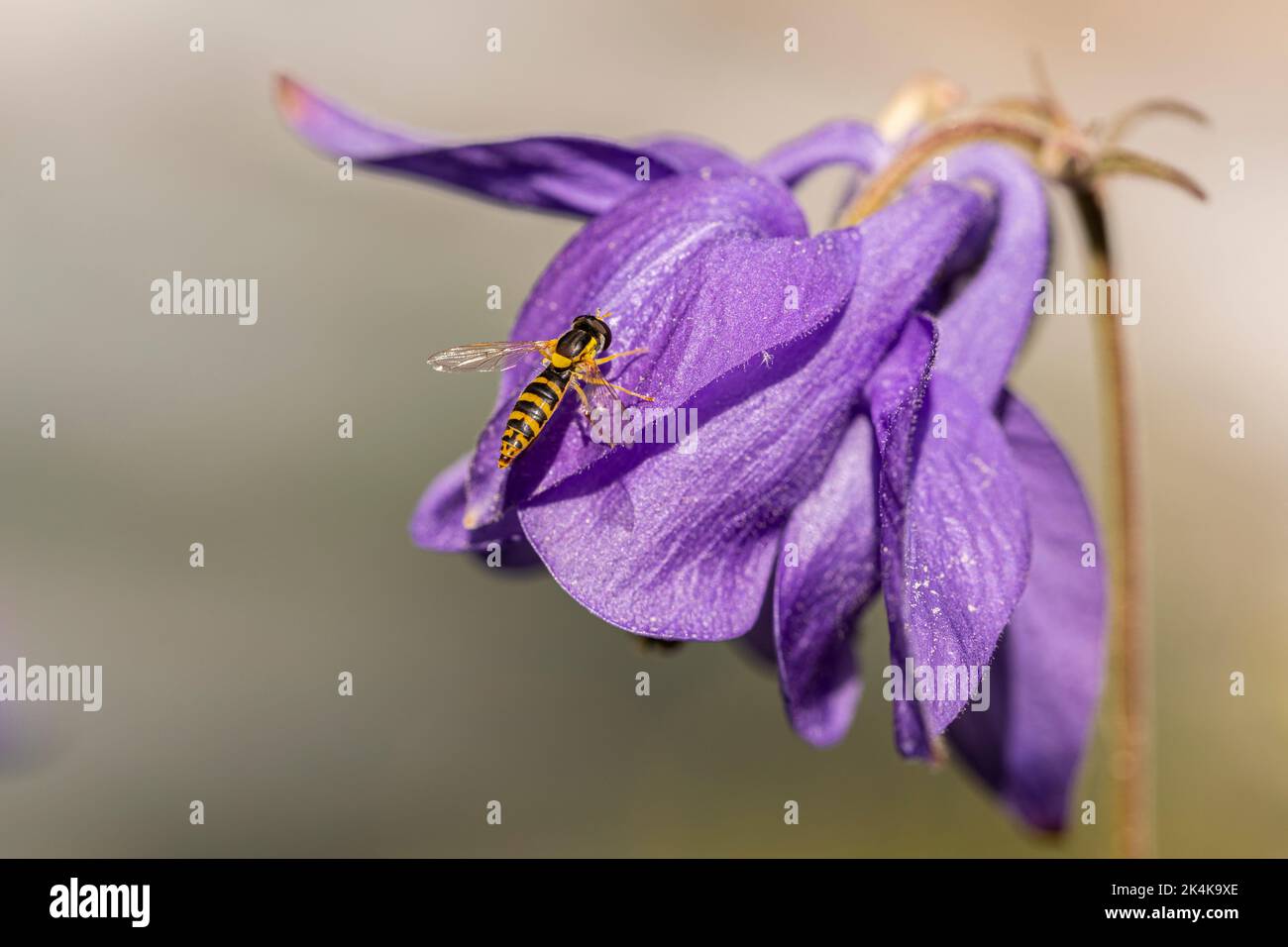 Campanillas del sagrario Fotos und Bildmaterial in hoher Auflösung