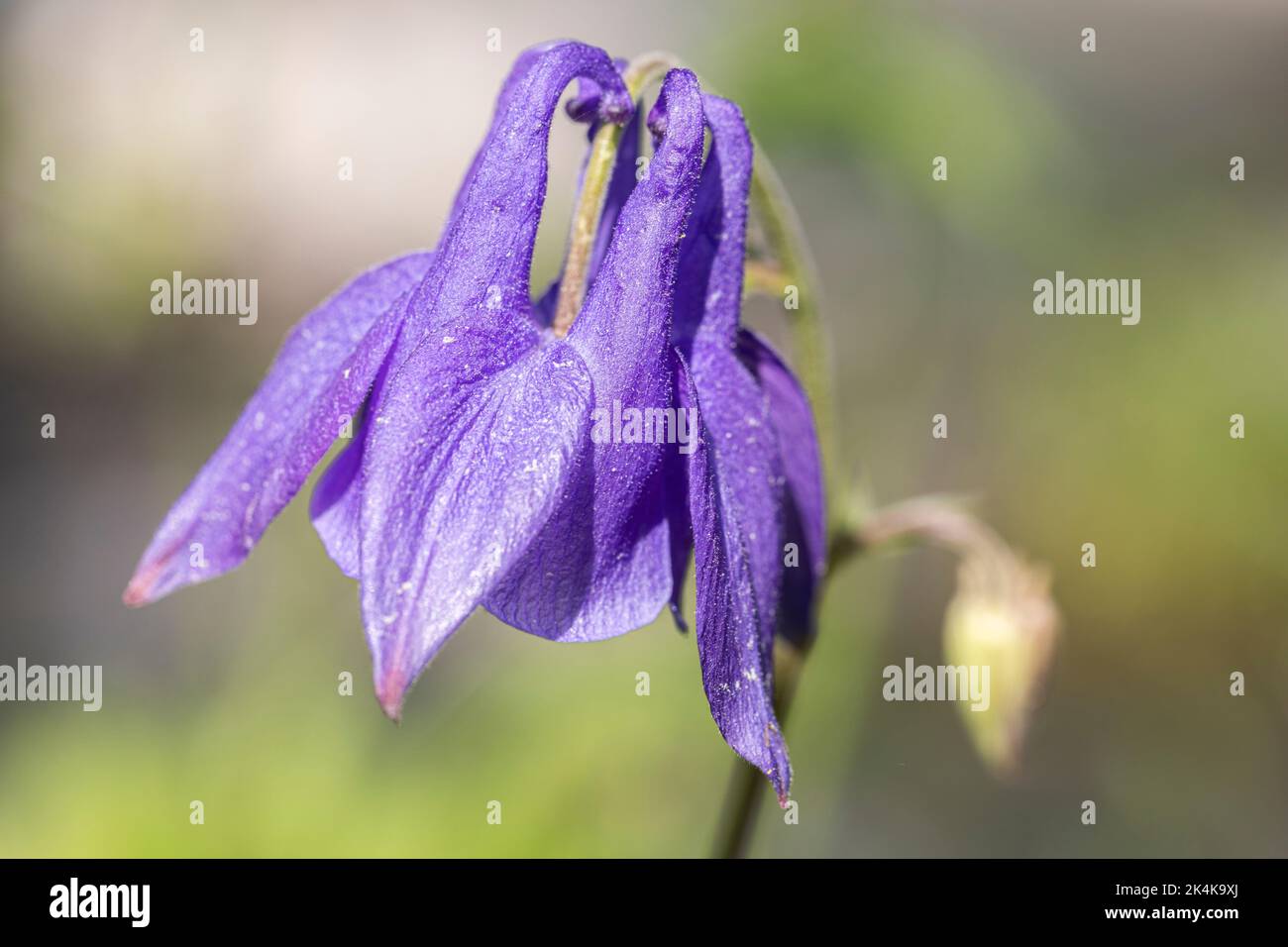 Campanillas del sagrario Fotos und Bildmaterial in hoher Auflösung