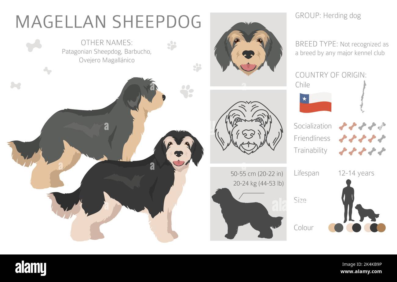 Magellan Sheepdog Clipart. Alle Fellfarben eingestellt. Alle Hunderassen Merkmale Infografik. Vektorgrafik Stock Vektor