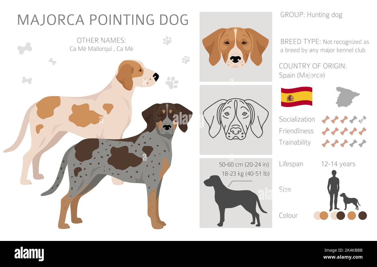 Mallorca zeigt Hund Clipart. Alle Fellfarben eingestellt. Alle Hunderassen Merkmale Infografik. Vektorgrafik Stock Vektor