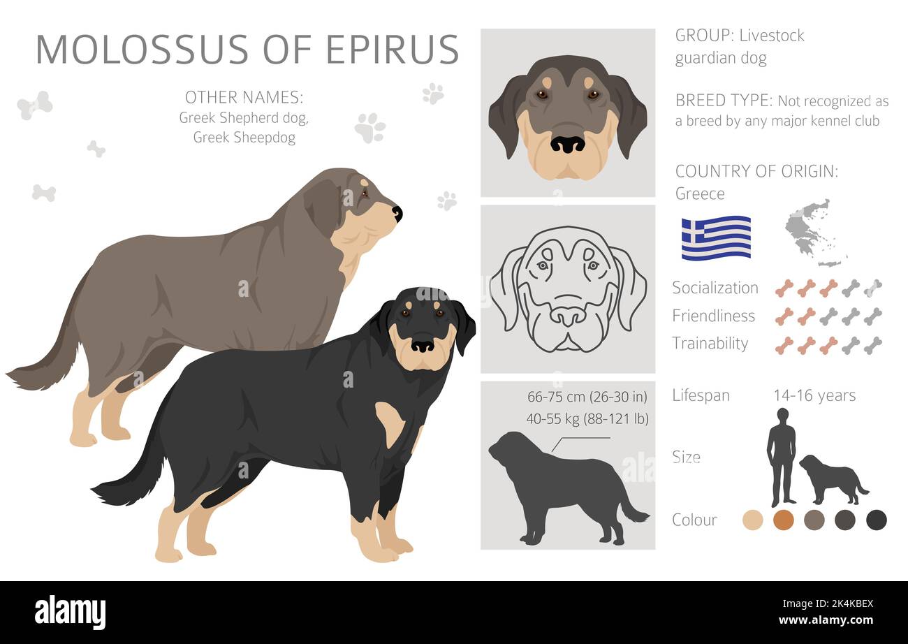 Molossus des Epirus Cliparts. Alle Fellfarben eingestellt. Alle Hunderassen Merkmale Infografik. Vektorgrafik Stock Vektor