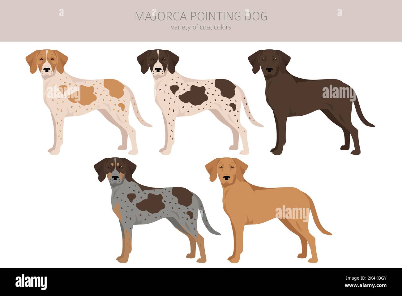 Mallorca zeigt Hund Clipart. Alle Fellfarben eingestellt. Alle Hunderassen Merkmale Infografik. Vektorgrafik Stock Vektor