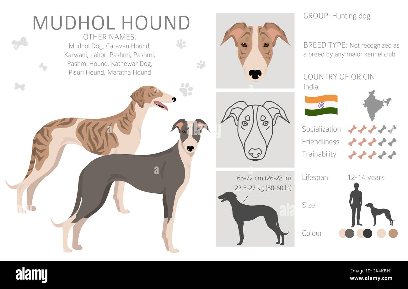 Mudhol Hund Clipart. Alle Fellfarben eingestellt.; Alle Hunderassen Merkmale Infografik. Vektorgrafik Stock Vektor