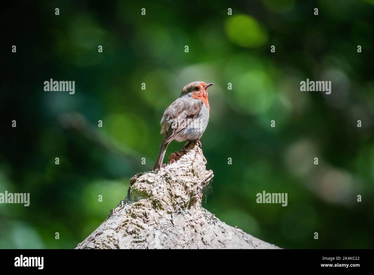 Europäischer Robin (Erithacus Rubecula) - Barsche auf Einem Zweig im Wald Stockfoto