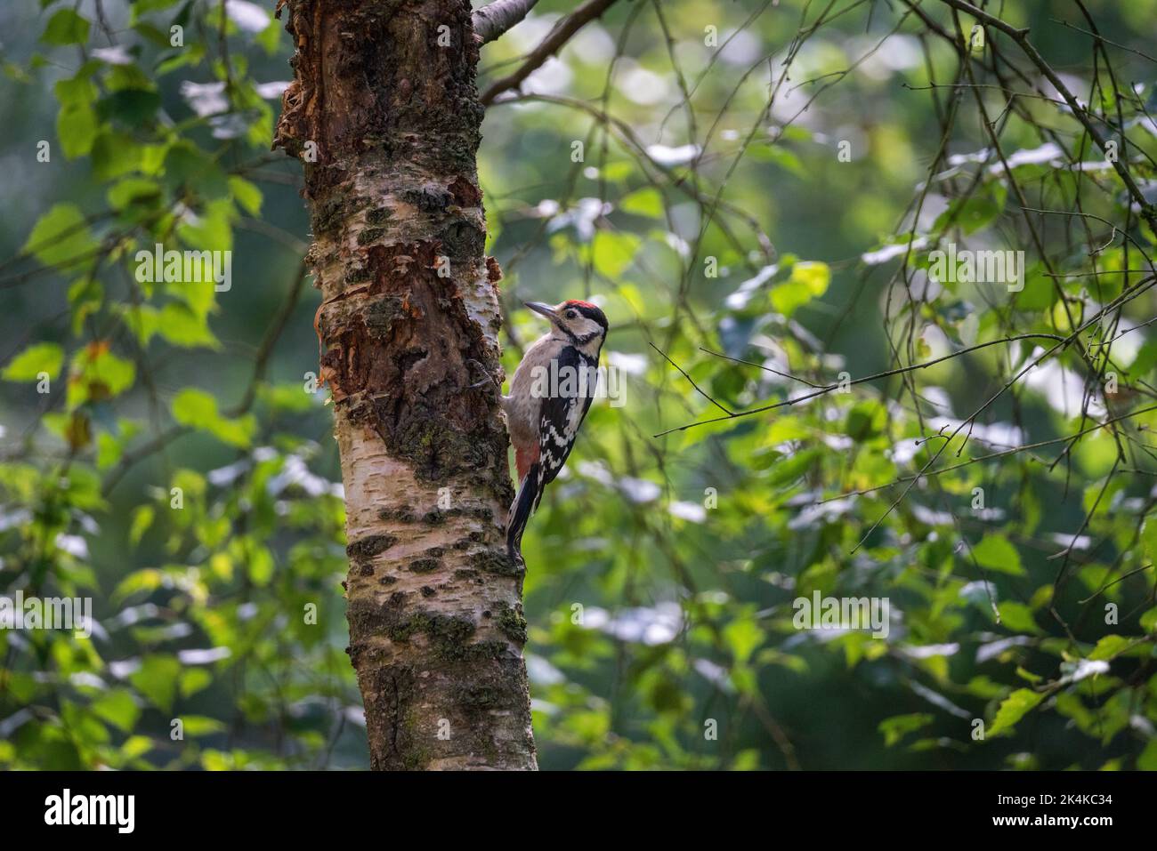 Großer Spotted Woodspecht (Dendrocopos Major), der sich an die Rinde einer Silberbirke in einem Laubwald klammert, mit grünem Bokeh-Hintergrund, Stockfoto