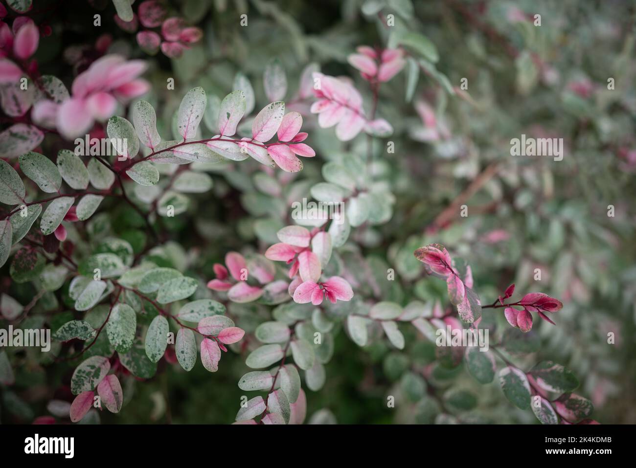 Weiße Blätter mit hellgrünem und pinkem Schneebusch- oder Blattblütenhintergrund Stockfoto