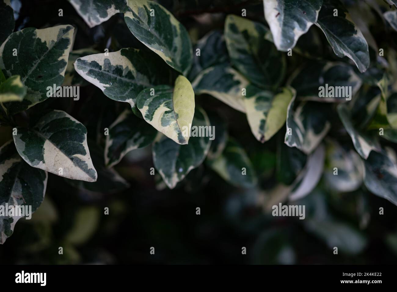Teilweise verschwommenes violettes falsches Eranthemum mit bunten weißen und grünen Blättern Stockfoto