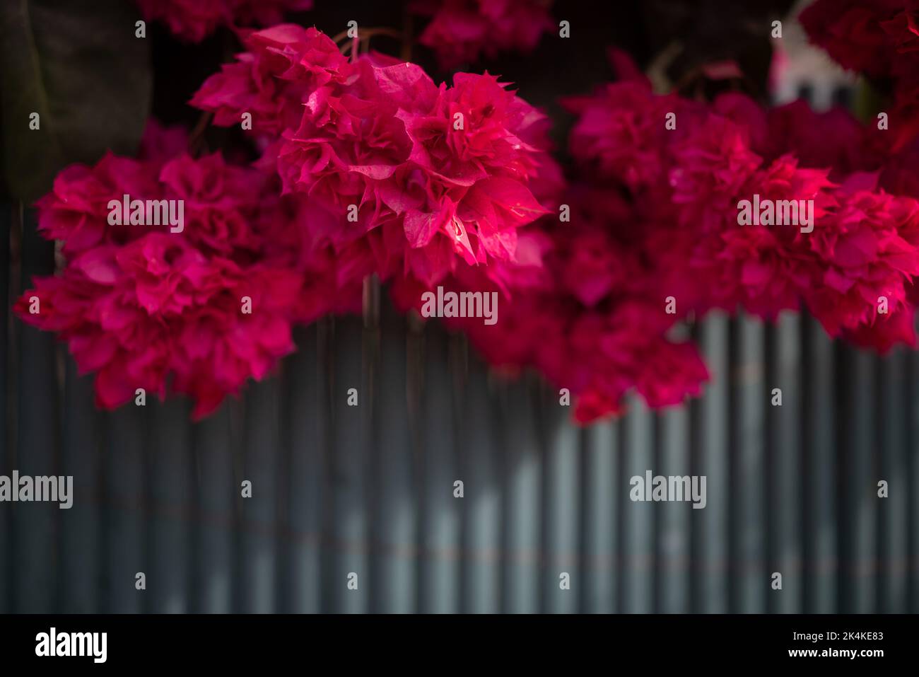 Bougainvillea Hintergrund. Fuchsia rosa Mahara Magic Sorte mit flauschigen Blüten Stockfoto