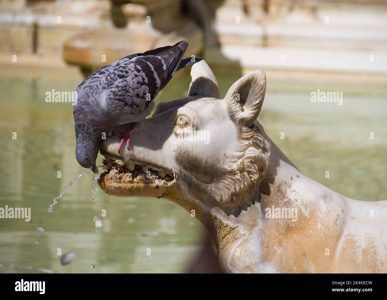 Durstige Taube trinkt Wasser aus einem Springbrunnen in Form eines Hundes, Zähne eines Hundes mit Kalk, Sienna, Italien Stockfoto